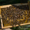 reines abeilles sur cadron